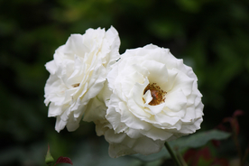 玫瑰花月季花图片