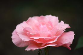 玫瑰花月季花图片