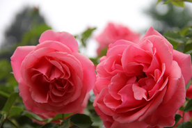 玫瑰花月季花图片