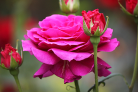 玫瑰花月季花图片