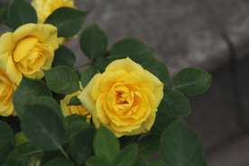 玫瑰花月季花图片