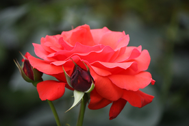 玫瑰花月季花图片