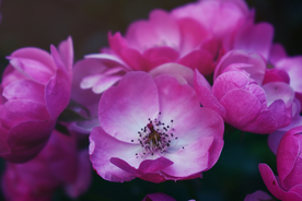 玫瑰花月季花图片