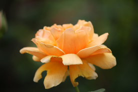 玫瑰花月季花图片