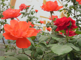 玫瑰花月季花图片