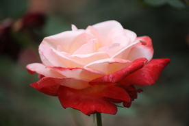 玫瑰花月季花图片