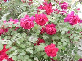 玫瑰花月季花图片