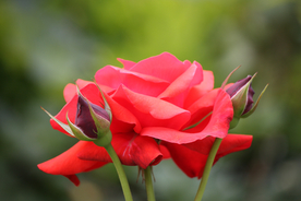 玫瑰花月季花图片