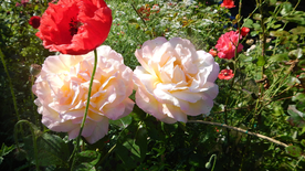 玫瑰花月季花图片