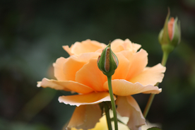 玫瑰花月季花图片