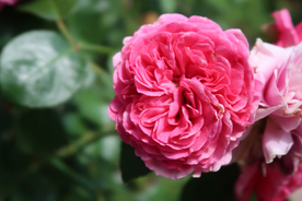 玫瑰花月季花图片