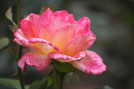 玫瑰花月季花图片