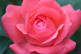 玫瑰花月季花图片