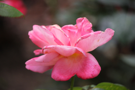 玫瑰花月季花图片