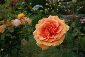 玫瑰花月季花图片