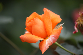 玫瑰花月季花图片