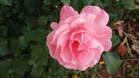 玫瑰花月季花图片