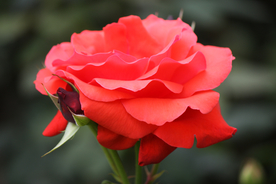 玫瑰花月季花图片