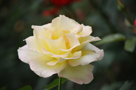 玫瑰花月季花图片