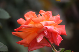 玫瑰花月季花图片