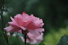 玫瑰花月季花图片
