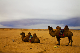 沙漠骆驼