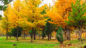 秋之韵----呼和浩特