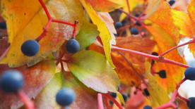 秋之韵---呼和浩特