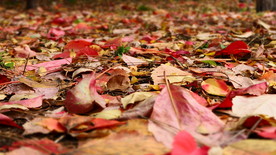 秋之韵----呼和浩特