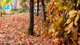 秋之韵-----呼和浩特