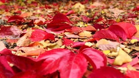 秋之韵---呼和浩特