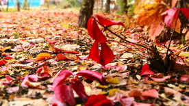 秋之韵---呼和浩特