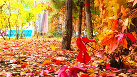 秋之韵----呼和浩特