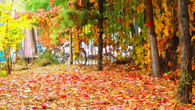 秋之韵-----呼和浩特