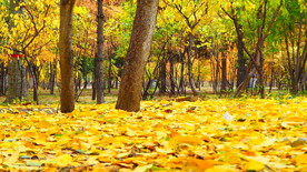 秋之韵---呼和浩特