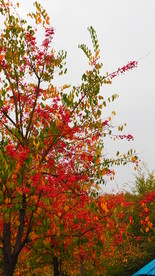 秋之韵----呼和浩特