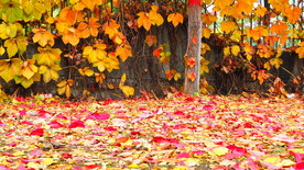 秋之韵---呼和浩特