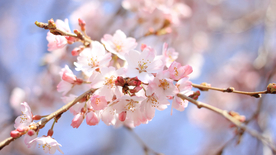 樱花桃花唯美花艺图片
