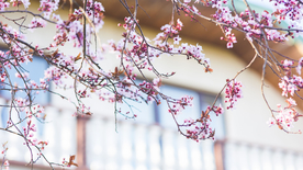 樱花桃花唯美花艺图片