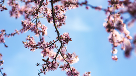 樱花桃花唯美花艺图片