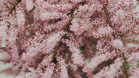 樱花桃花唯美花艺图片