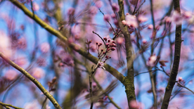 樱花桃花唯美花艺图片