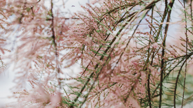 樱花桃花唯美花艺图片