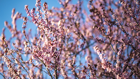 樱花桃花唯美花艺图片