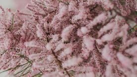 樱花桃花唯美花艺图片