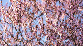 樱花桃花唯美花艺图片