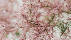 樱花桃花唯美花艺图片