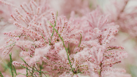 樱花桃花唯美花艺图片