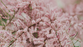 樱花桃花唯美花艺图片