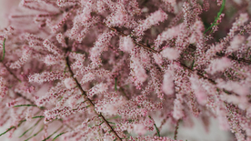 樱花桃花唯美花艺图片